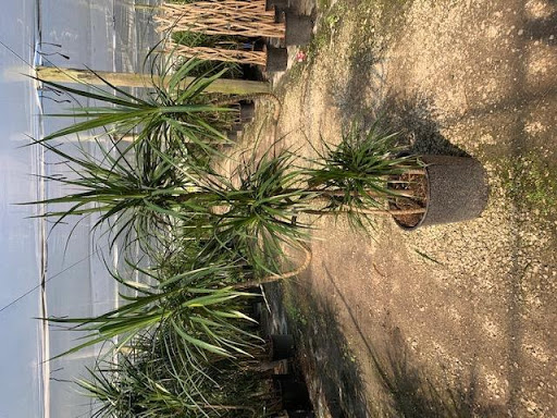 Candelabra Marginata Dracaena